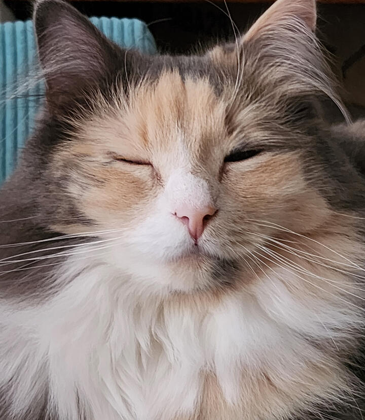 Milly Looking Content