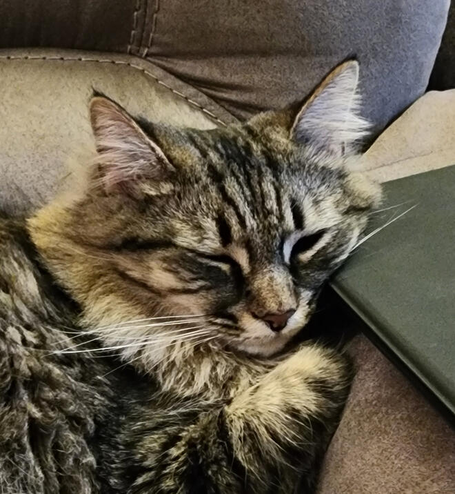 Arrietty Napping